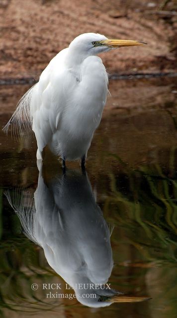 Feathered Reflection